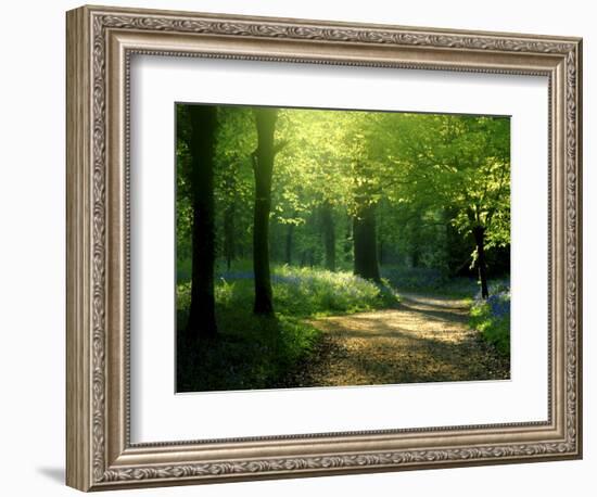 Track Leading Through Lanhydrock Beech Woodland with Bluebells in Spring, Cornwall, UK-Ross Hoddinott-Framed Photographic Print