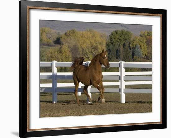 Chestnut Arabian Gelding Cantering in Field, Boulder, Colorado, USA-Carol Walker-Framed Photographic Print