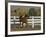 Chestnut Arabian Gelding Cantering in Field, Boulder, Colorado, USA-Carol Walker-Framed Photographic Print