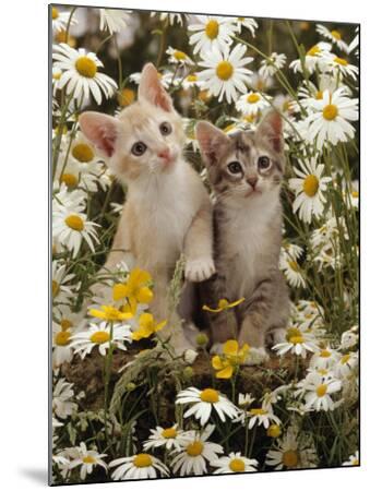 Burmese-cross kittens among daisies photo WP15894