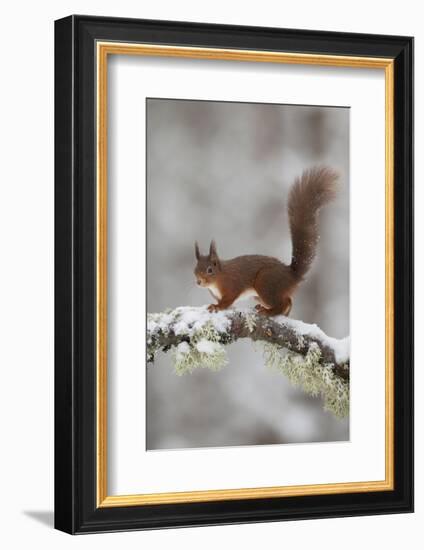 Red Squirrel (Sciurus Vulgaris) on Snowy Branch in Forest, Cairngorms Np, Scotland, UK, December-Peter Cairns-Framed Photographic Print