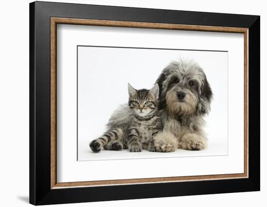 Tabby Kitten, Fosset, 8 Weeks Old, with Fluffy Black-And-Grey Daxie-Doodle Pup, Pebbles-Mark Taylor-Framed Photographic Print