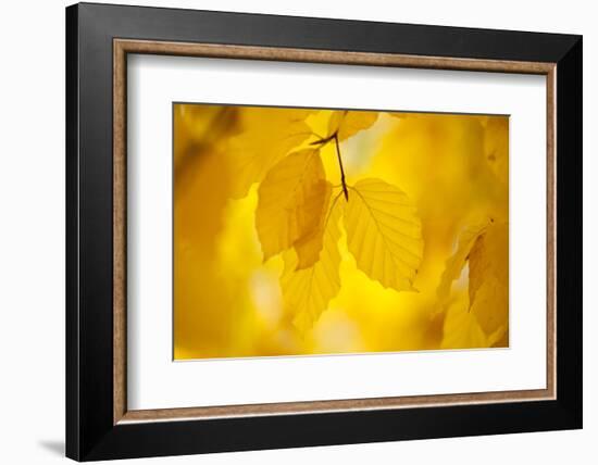 European Beech Tree {Fagus Sylvatica} Yellow Leaves in Autumn, Sence Valley, Leicestershire, UK-Ross Hoddinott-Framed Photographic Print