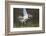 Osprey (Pandion Haliaetus) with Fish Prey, Cairngorms National Park, Scotland, UK, May-Peter Cairns-Framed Photographic Print