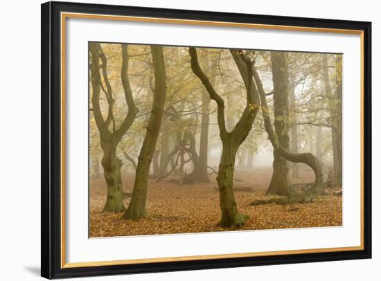 Beech Tree Trunks in Autumn Mist, Beacon Hill Country Park, the National Forest, Leicestershire, UK-Ross Hoddinott-Framed Photographic Print