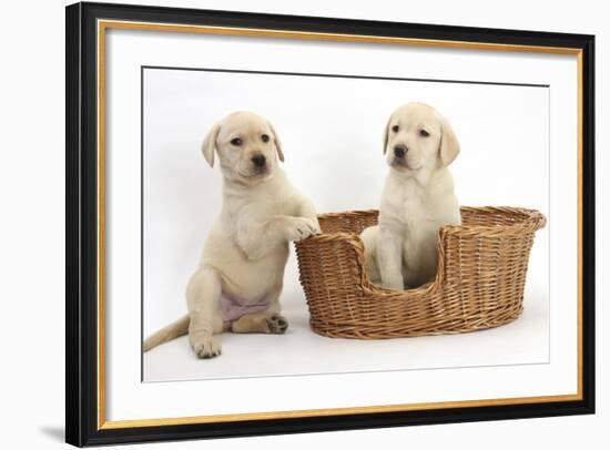 Yellow Labrador Retriever Puppies, 7 Weeks, in a Wicker Dog Basket-Mark Taylor-Framed Photographic Print