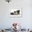 Fawn Pug, Burmese-Cross Cat and Shaggy Guinea Pig-Mark Taylor-Framed Photographic Print displayed on a wall