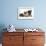 Fawn Pug, Burmese-Cross Cat and Shaggy Guinea Pig-Mark Taylor-Framed Photographic Print displayed on a wall