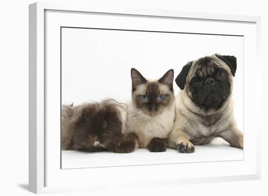 Fawn Pug, Burmese-Cross Cat and Shaggy Guinea Pig-Mark Taylor-Framed Photographic Print