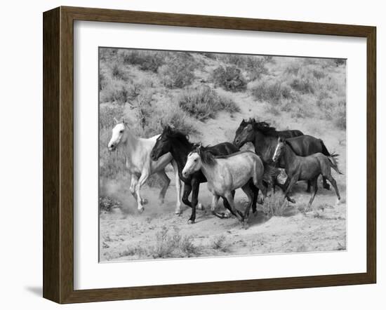 Group of Wild Horses, Cantering Across Sagebrush-Steppe, Adobe Town, Wyoming-Carol Walker-Framed Photographic Print