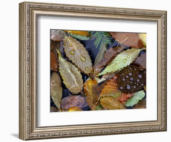 Autumn Leaves Float in a Pond at the Japanese Garden of Portland, Oregon, Tuesday, October 24, 2006-Rick Bowmer-Framed Photographic Print