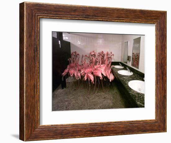 Caribbean Flamingos from Miami's Metrozoo Crowd into the Men's Bathroom-null-Framed Photographic Print