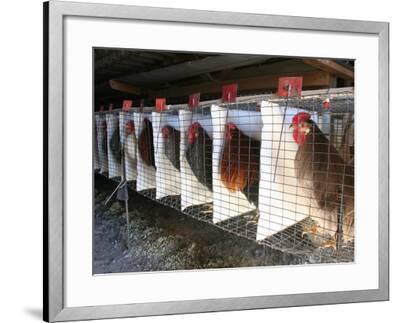 silver soho marshall cages whiting chickens farms delta colorado shown thursday 2006 john june