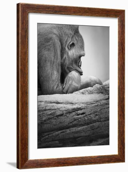 Gorilla-null-Framed Photographic Print