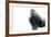 Gorilla-null-Framed Photographic Print