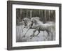 Unicorn 57-Bob Langrish-Framed Photographic Print