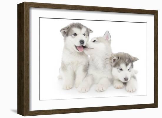 Puppies 001-Andrea Mascitti-Framed Photographic Print