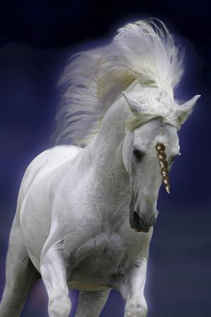 Photographic Print, , small