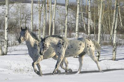 Photographic Print, , small