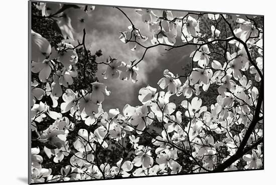 Spring Dogwood I-Alan Hausenflock-Mounted Photographic Print