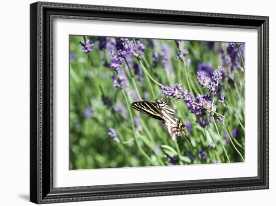 Lavender and Butterfly I-Dana Styber-Framed Photographic Print