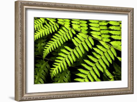 Fern Patterns-Larry Malvin-Framed Photographic Print