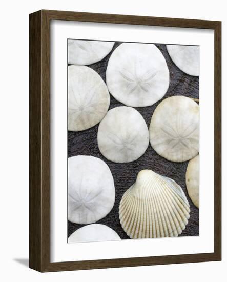 Sanddollars Set on a Stump Along Trail in Oregon.-Justin Bailie-Framed Photographic Print