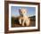 Portrait of Two White Lion Cub Siblings, One Laying Down and One with it's Paw Raised.-Karine Aigner-Framed Photographic Print