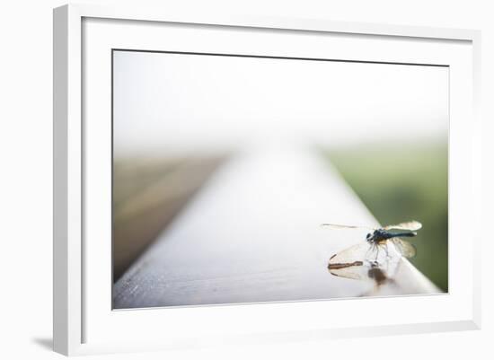 A Dragonfly Sits in the Morning Dew in Paynes Prairie State Preserve, Florida-Brad Beck-Framed Photographic Print