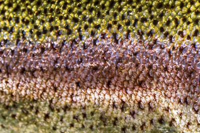 Photographic Print, , small