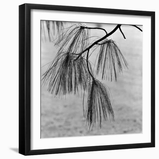 Kew Gardens, Greater London.Twigs and Long Needles on a Pine Tree at Kew Gardens-John Gay-Framed Photographic Print