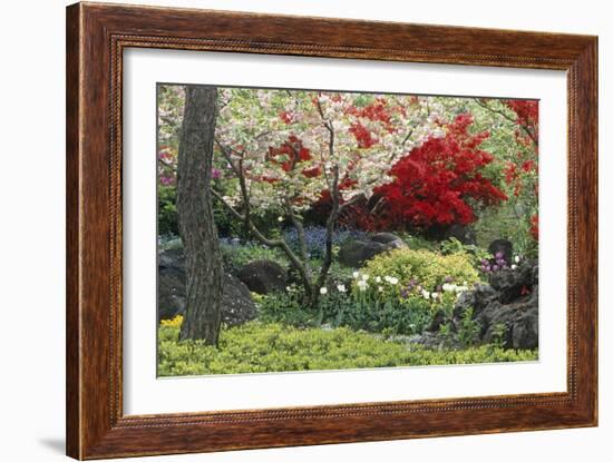 Spring Garden with Red Leaves on Tree and Blossom-Michael Freeman-Framed Photographic Print