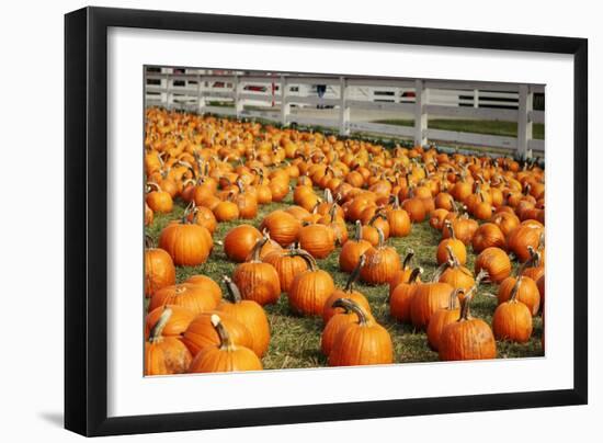 Pumpkins at White Post Farms on Long Island, NY-null-Framed Photo