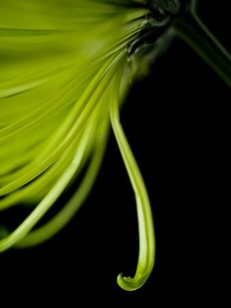 Premium Photographic Print, , small