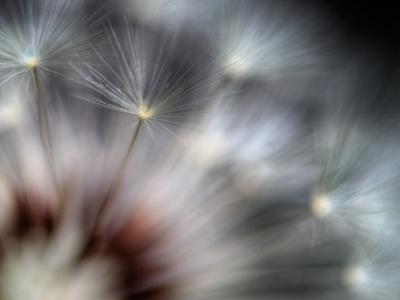 Photographic Print, , small