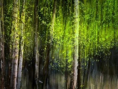 Photographic Print, , small