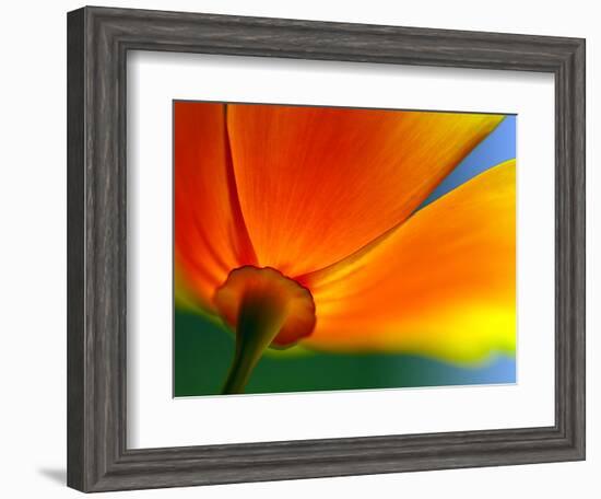 Summer-Ursula Abresch-Framed Photographic Print