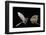 Lesser Long-Nosed Bat (Leptonycteris Curasoae) Flying-Rolf Nussbaumer-Framed Photographic Print