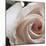 White Rose I-Monika Burkhart-Mounted Photographic Print