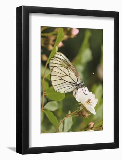 Butterfly, Black-Veined White on Wild Rose-Harald Kroiss-Framed Photographic Print