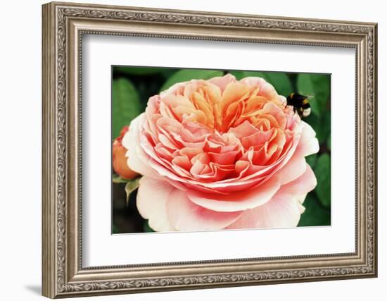 Blossom of an Apricot Filled Garden Rose with Green Leafes in Background and a Landing Bumble-Bee-Alaya Gadeh-Framed Photographic Print