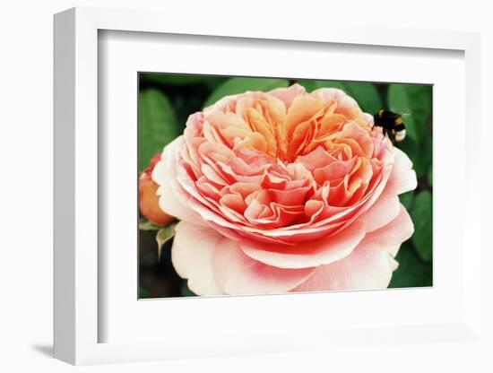 Blossom of an Apricot Filled Garden Rose with Green Leafes in Background and a Landing Bumble-Bee-Alaya Gadeh-Framed Photographic Print