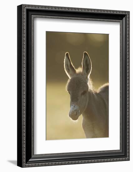 Donkey, Equus Asinus Asinus, Foal, Portrait, Meadow, Is Lying Laterally-David & Micha Sheldon-Framed Photographic Print