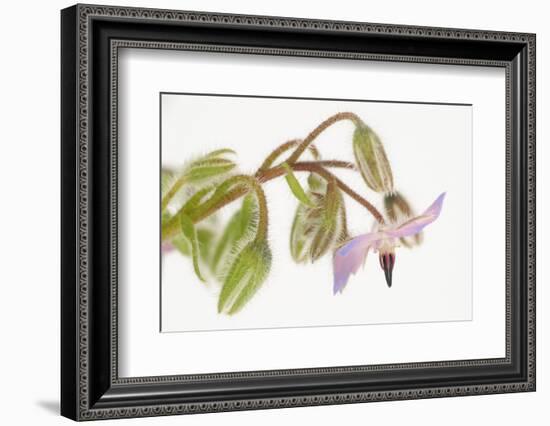 Borage, Borago Officinalis, Blossoms-Andreas Keil-Framed Photographic Print