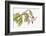 Borage, Borago Officinalis, Blossoms-Andreas Keil-Framed Photographic Print