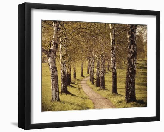 Avenue of Birches-Thonig-Framed Photographic Print