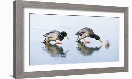 Ice Cover, Mallards, Anas Platyrhynchos-Roland T.-Framed Photographic Print