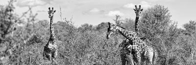 Premium Photographic Print, , small