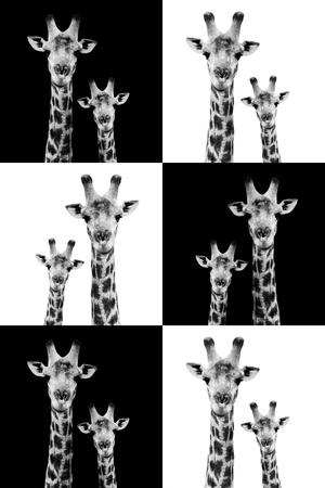 Photographic Print, , small