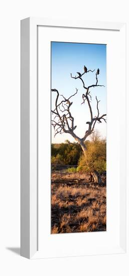 Awesome South Africa Collection Panoramic - Cape Vulture on a Tree at Sunrise-Philippe Hugonnard-Framed Photographic Print